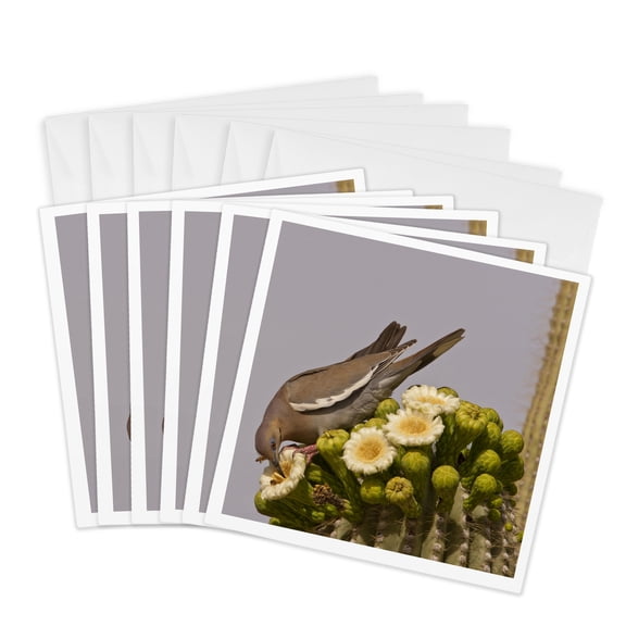 3drose, Arizona, Pima County, White-winged Dove Bird - Us03 Bja0089 - Jaynes Gallery, 6 Greeting Cards with Envelopes