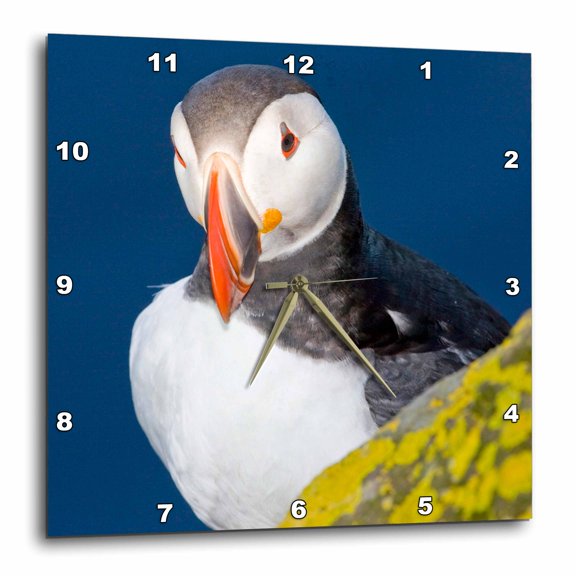3drose, Atlantic Puffin, Latrabjerg Peninsula, Iceland - Eu14 Rbe0025 - Ralph H. Bendjebar, 15x15 Wall Clock