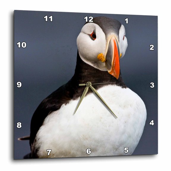 3drose, Atlantic Puffin, Latrabjerg Peninsula, Iceland - Eu14 Rbe0042 - Ralph H. Bendjebar, 15x15 Wall Clock
