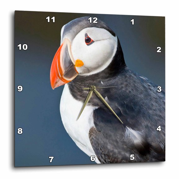 3drose, Atlantic Puffin, Latrabjerg Peninsula, Iceland - Eu14 Rbe0049 - Ralph H. Bendjebar, 15x15 Wall Clock