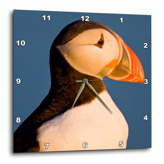 3drose, Atlantic Puffin, Latrabjerg Peninsula, Iceland - Eu14 Rbe0094 - Ralph H. Bendjebar, 15x15 Wall Clock