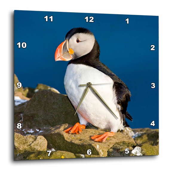 3drose, Atlantic Puffin, Latrabjerg Peninsula, Iceland - Eu14 Rbe0121 - Ralph H. Bendjebar, 15x15 Wall Clock