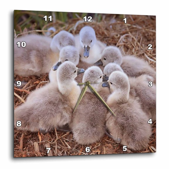 3drose, Baby Swans., 10x10 Wall Clock