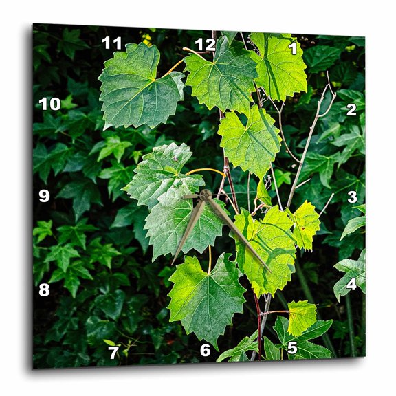3drose, Backlit Vines in Florida, 15x15 Wall Clock