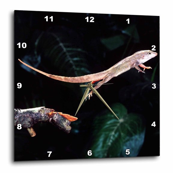 3drose, Bahama Brown Anole Lizard - Na02 Dno0261 - David Northcott, 10x10 Wall Clock