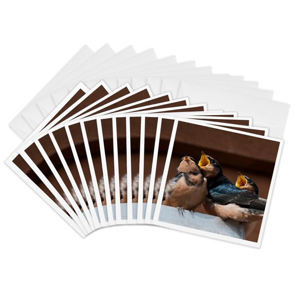 3drose, Barn Swallow, Great Bear Rainforest, British Columbia,canada., 12 Greeting Cards with Envelopes