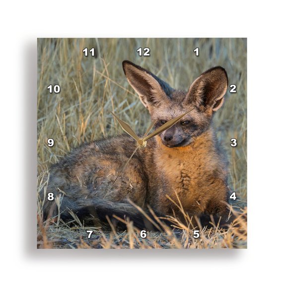 3drose, Bat Eared Fox, Okavango Delta, Botswana, 10x10 Wall Clock