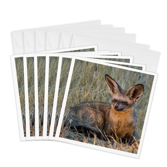 3drose, Bat Eared Fox, Okavango Delta, Botswana, 6 Greeting Cards with Envelopes