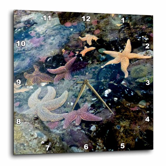 3drose, Beautiful Colorful Starfish at the Boston Aquarium, 10x10 Wall Clock