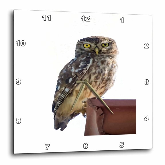 3drose, Beautiful Cute Barn Owl Staring with Wide Yellow Eyes, 10x10 Wall Clock