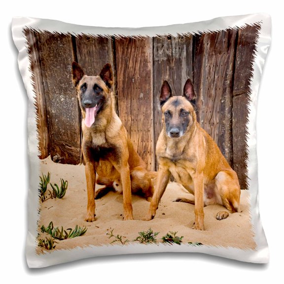 3drose, Belgian Malinios Dogs San Diego California - Us05 Zmu0144 - Zandria Muench Beraldo, 16x16 inch Pillow Case
