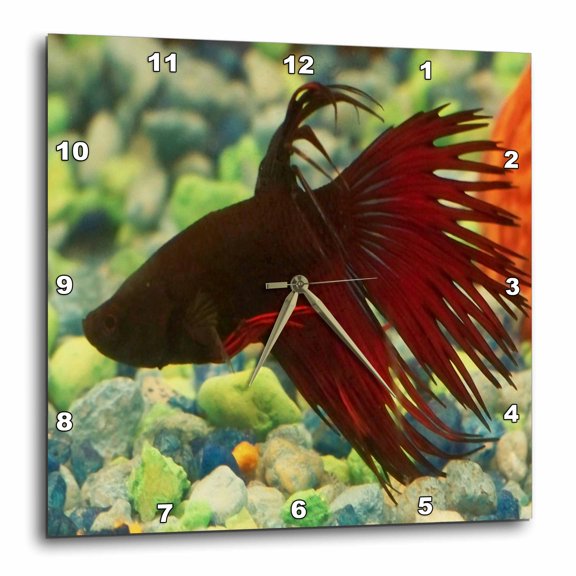 3drose, Betta Fish, 10x10 Wall Clock