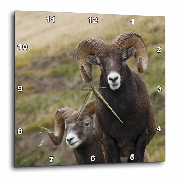 3drose, Bighorn Sheep Rams, 15x15 Wall Clock