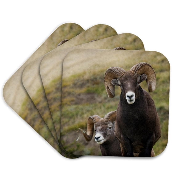 3drose, Bighorn Sheep Rams, Set of 4 Coasters - Soft