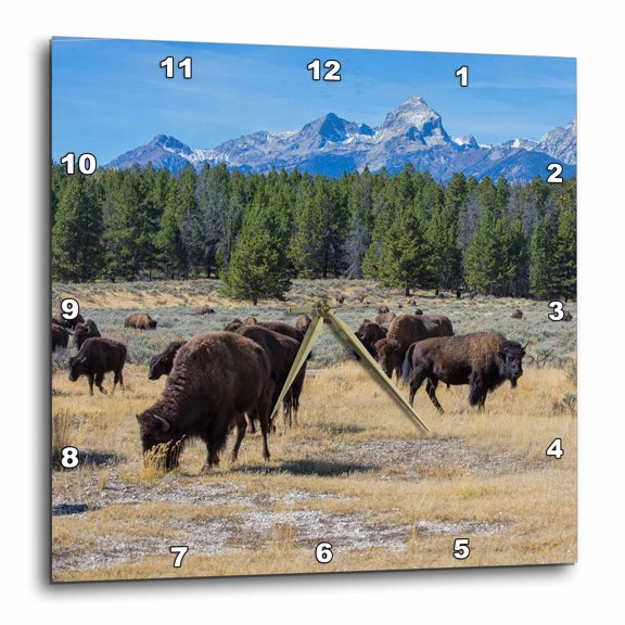 3drose, Bison, Bison Bison, Grand Teton National Park, Wyoming, 15x15 Wall Clock