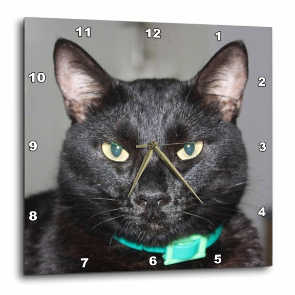3drose, Black Cat Wearing Green Collar Photo Portrait, 15x15 Wall Clock