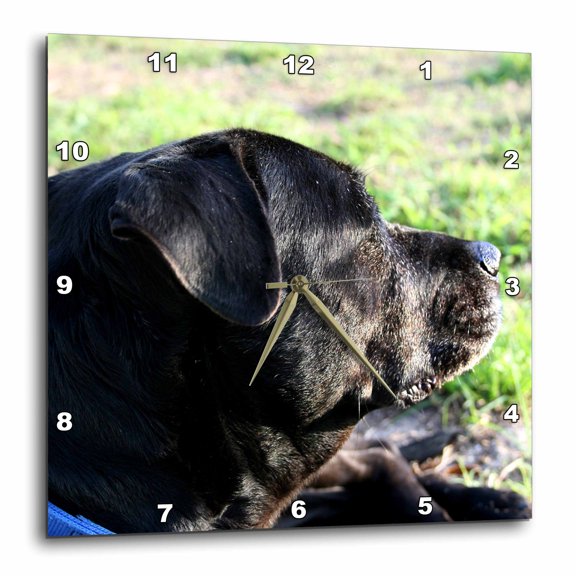 3drose, Black Lab Dog Head View Turned Away, 13x13 Wall Clock