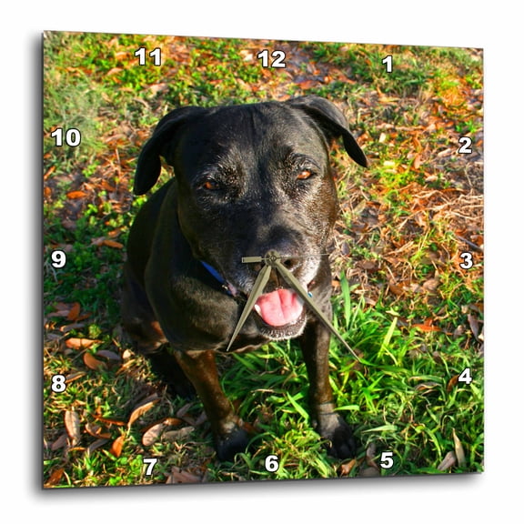 3drose, Black Lab Dog Taken from High Viewpoint, 10x10 Wall Clock