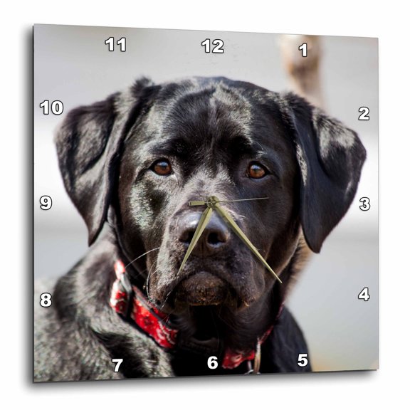 3drose, Black Lab Pet Dog Labrador Retriever Photo, 13x13 Wall Clock