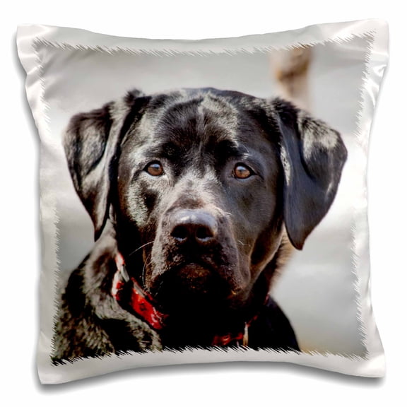 3drose, Black Lab Pet Dog Labrador Retriever Photo, 16x16 inch Pillow Case