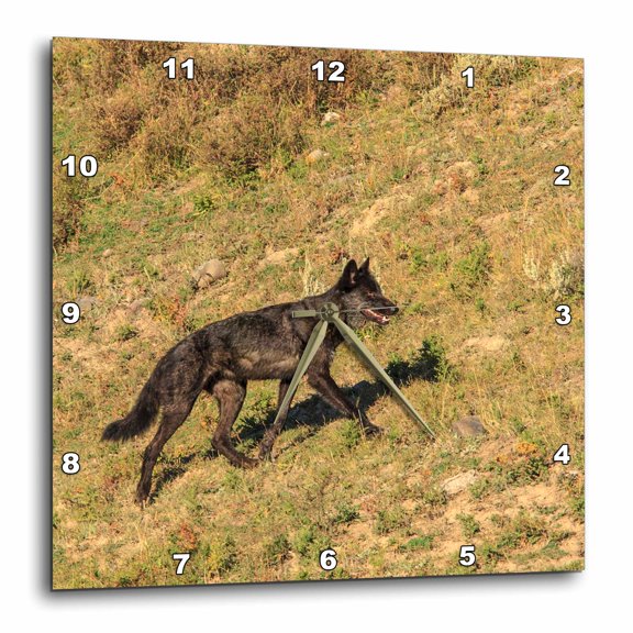 3drose, Black Wolf Wildlife, Yellowstone, Wyoming, Usa - Us51 Tno0026 - Tom Norring, 15x15 Wall Clock