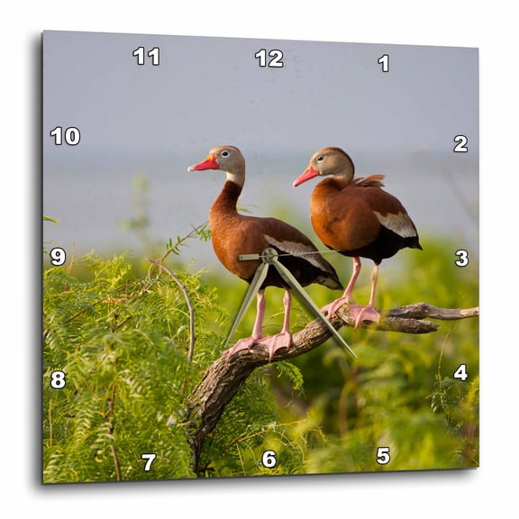 3drose, Black-bellied Whistling Duck, South Texas, Usa - Us44 Ldi0755 - Larry Ditto, 10x10 Wall Clock