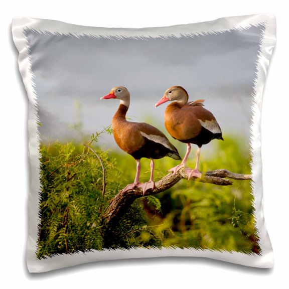 3drose, Black-bellied Whistling Duck, South Texas, Usa - Us44 Ldi0755 - Larry Ditto, 16x16 inch Pillow Case