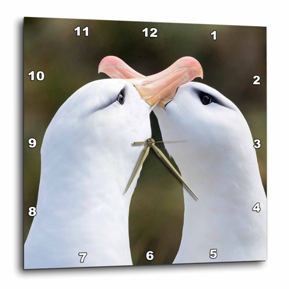 3drose, Black-browed Albatross, Courtship and Greeting Behavior. Falkland Isl, 15x15 Wall Clock