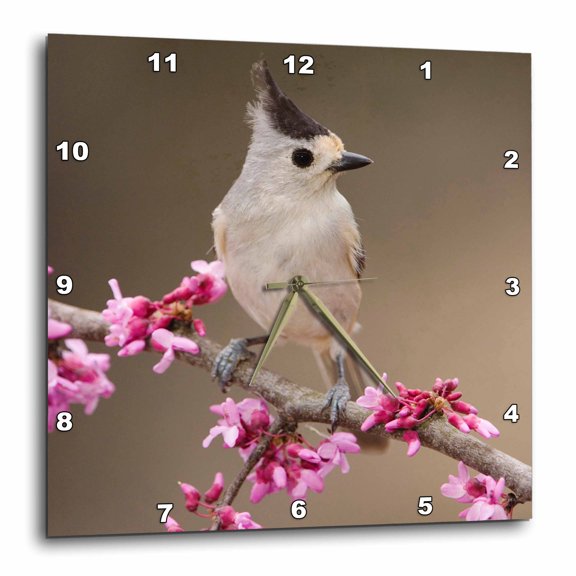 3drose, Black-crested Titmouse Bird, Hill Country, Texas - Na02 Rnu0022 - Rolf Nussbaumer, 13x13 Wall Clock
