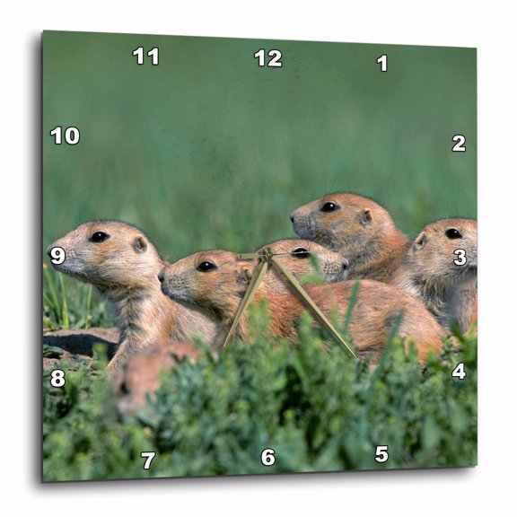 3drose, Black-tailed Prairie Dog Group on the Lookout, North Dakota, Usa, 15x15 Wall Clock
