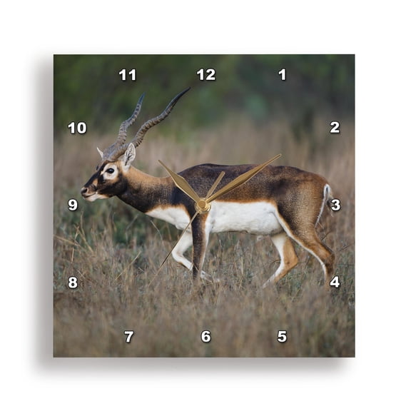3drose, Blackbuck, Antelope Cervicapra Exotic Animal in Texas Habitat, 15x15 Wall Clock