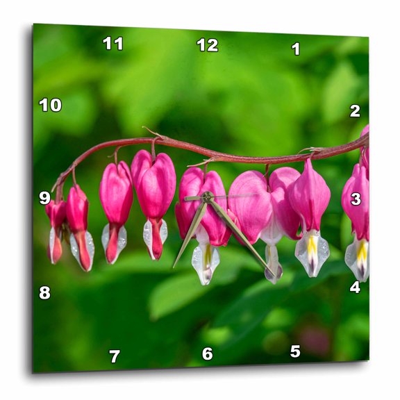 3drose, Bleeding Heart Blooms., 10x10 Wall Clock