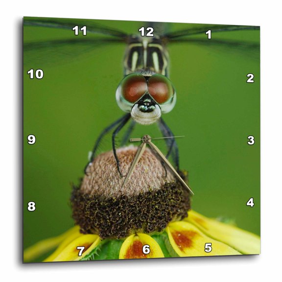 3drose, Blue Dasher Insect on Coneflower, Texas - Na02 Rnu0410 - Rolf Nussbaumer, 15x15 Wall Clock