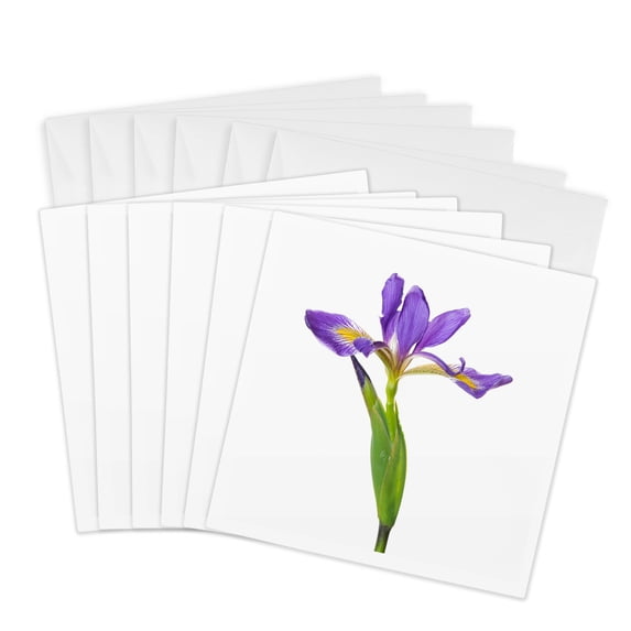 3drose, Blue Flag Iris, Iris Versicolor, with White Background, Marion Co., Il, 6 Greeting Cards with Envelopes