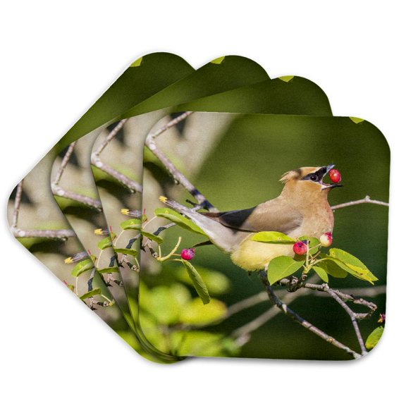 3drose, Blue Grosbeak Male Bathing, Marion County, Illinois., Set of 4 Coasters - Soft