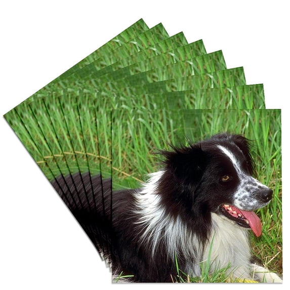 3drose, Border Collie, Set of 8 Ceramic Tile Coasters