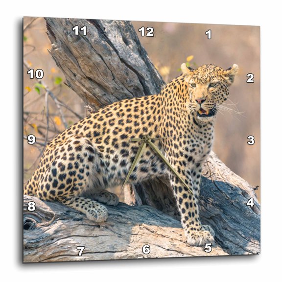 3drose, Botswana. Okavango Delta. Khwai Concession. Leopard on a Fallen Log., 15x15 Wall Clock