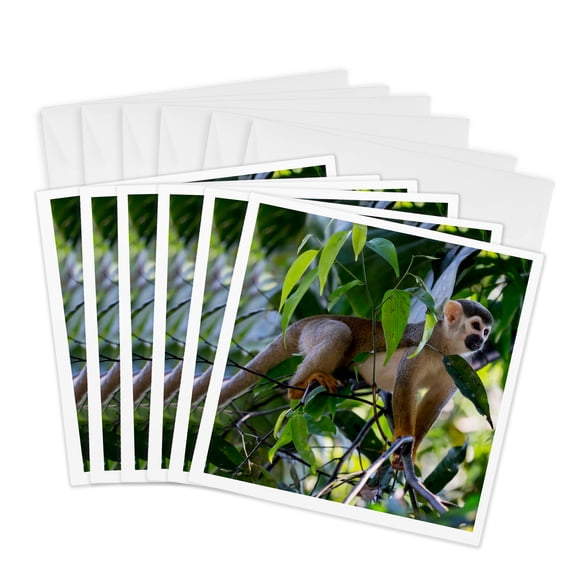 3drose, Brazil, Amazon, Manaus, Common Squirrel Monkey., 6 Greeting Cards with Envelopes