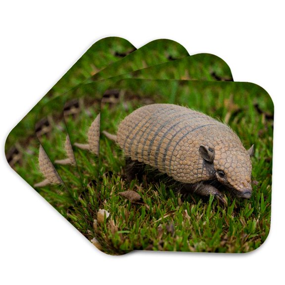 3drose, Brazil. a Pichi, Dwarf Armadillo, Zaedyus Pichiy, in the Pantanal, Set of 4 Coasters - Soft