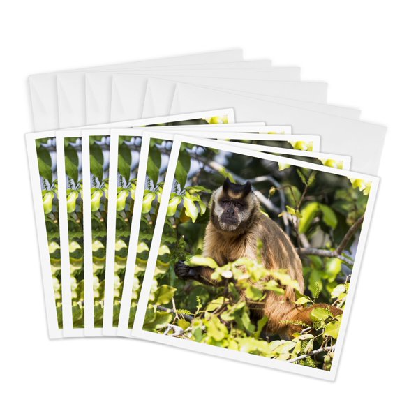 3drose, Brazil, the Pantanal, Brown Capuchin Monkey Eating Fruit in a Tree., 6 Greeting Cards with Envelopes