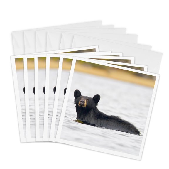 3drose, British Columbia, Bowron Lakes Park, Black Bear -cn02 Glu0069 - Gary Luhm, 6 Greeting Cards with Envelopes