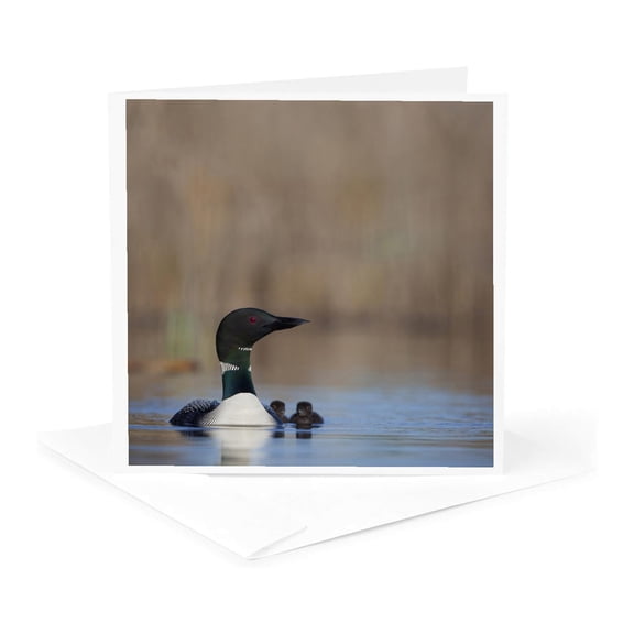 3drose, British Columbia. Common Loon Bird on Lac Le Jeune-cn02 Glu0068 - Gary Luhm, 1 Greeting Card with Envelope