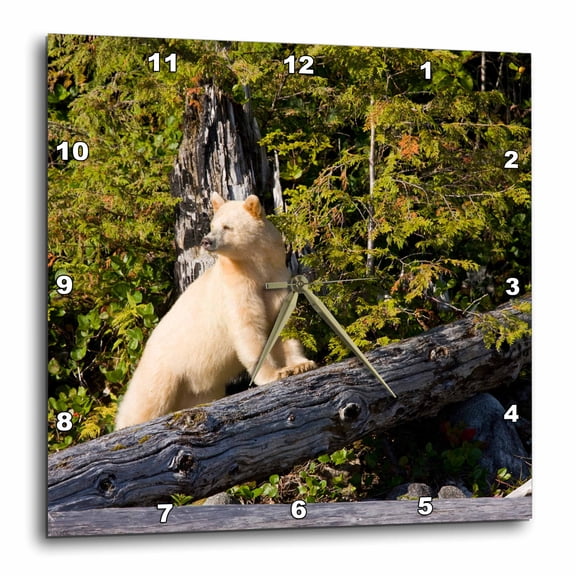 3drose, British Columbia, Princess Royal Island, Spirit Bear-cn02 Rja0002 - Rebecca Jackrel, 13x13 Wall Clock