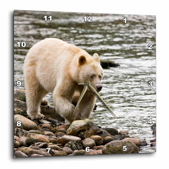 3drose, British Columbia, Princess Royal Island, Spirit Bear-cn02 Rja0004 - Rebecca Jackrel, 15x15 Wall Clock