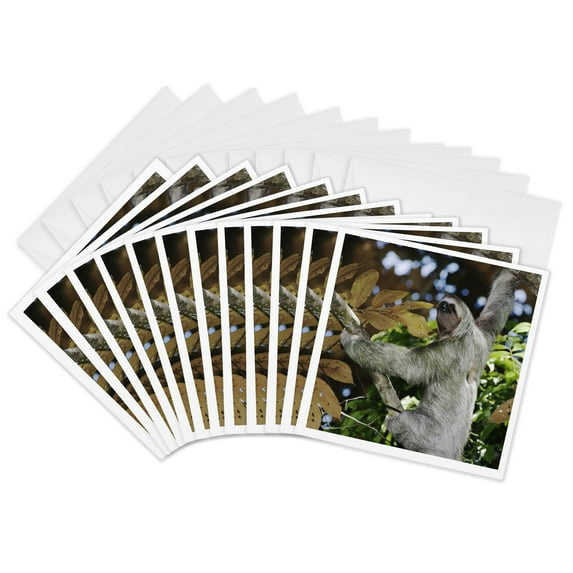 3drose, Brown-throated Three-toed Sloth, Wildlife - Na02 Rnu0814 - Rolf Nussbaumer, 12 Greeting Cards with Envelopes