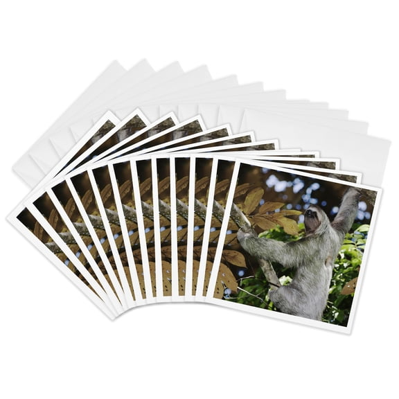 3drose, Brown-throated Three-toed Sloth, Wildlife - Na02 Rnu0814 - Rolf Nussbaumer, 12 Greeting Cards with Envelopes