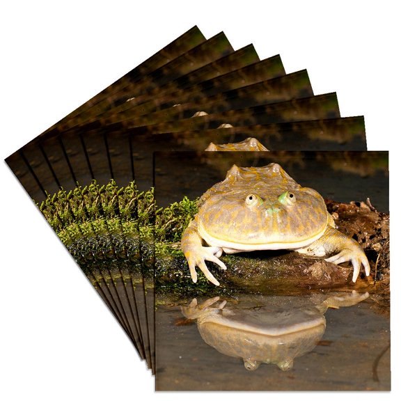 3drose, Budgetts Frog, Native to Primarily Peru - Na02 Dno0937 - David Northcott, Set of 8 Ceramic Tile Coasters