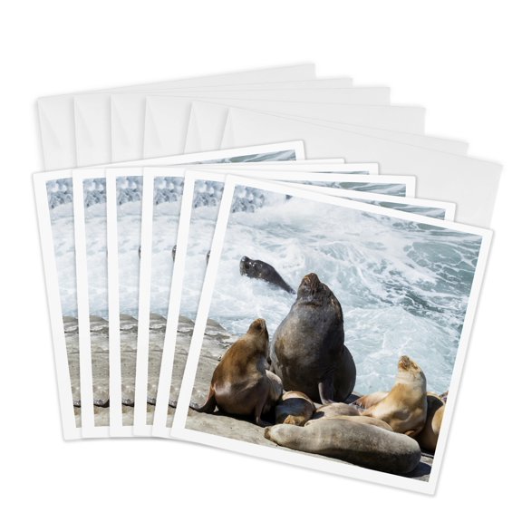 3drose, Bull W Females. South American Sea Lions in Valdes. Chubut, Argentina, 6 Greeting Cards with Envelopes