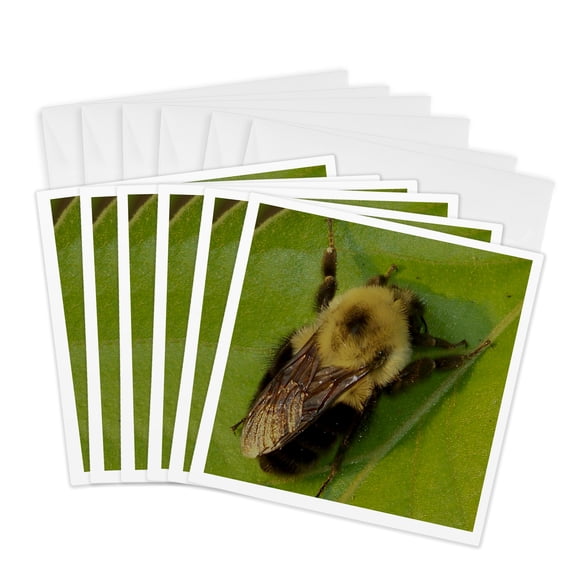 3drose, Bumble Bee, 6 Greeting Cards with Envelopes