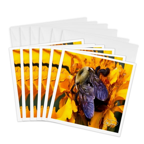 3drose, Bumble Bee Visits the Orange Flower, 6 Greeting Cards with Envelopes